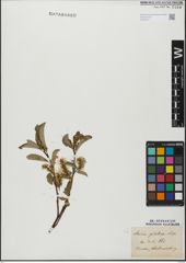 Foto von Salix glabra Scop.